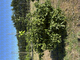 Projet MAGMA, CTIFL de Balandran - Pomelo